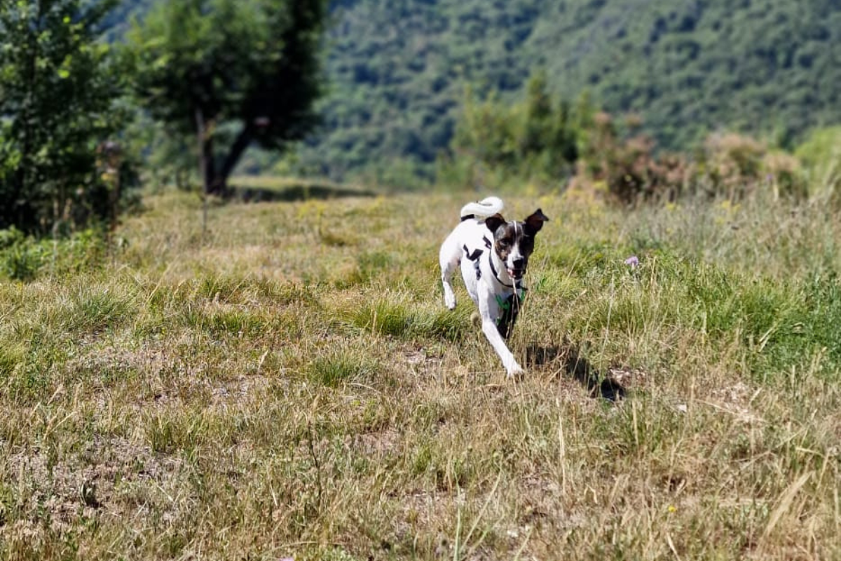 Un cane libero e sicuro